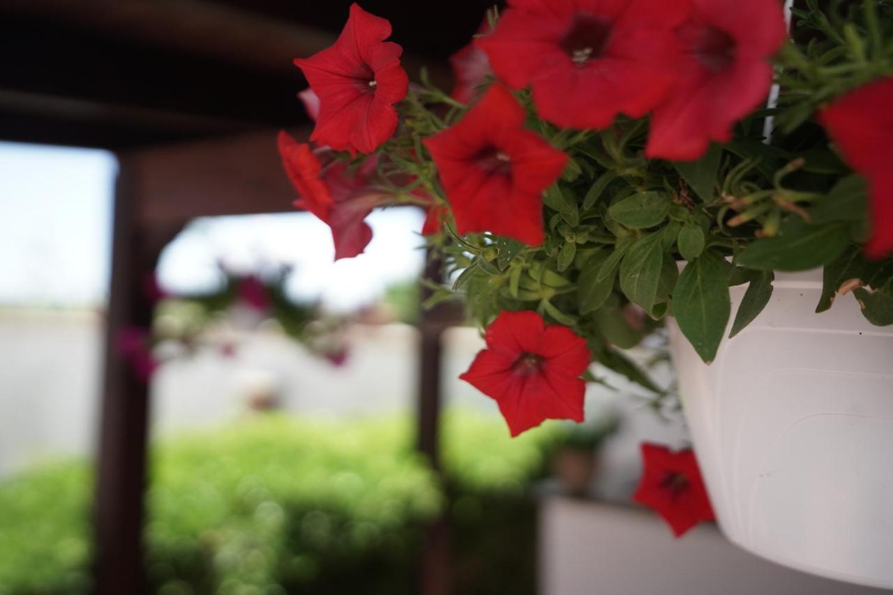 Salento Terra Maris Bed and Breakfast Cocumola Εξωτερικό φωτογραφία